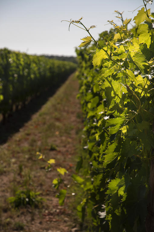 Agriturismo Quattro Pini Castagneto Carducci Eksteriør billede
